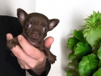 4 aylık dişi çikolata chihuahua
