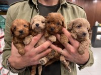 Irk Ve Sağlık Garantili Maltipoo Yavrular