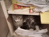 Masum anneye ve bebek kedilerine geçici ve ya kalıcı yuva