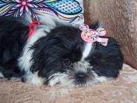 CANLI PELUŞ gibi Sevimli ve Safkan SHİH TZU Yavru