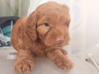 Safkan cockapoo yavrumuz