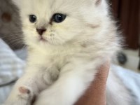 Minik british longhair prens