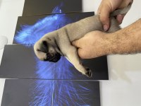 Kendim besliyorum sahibinden pug 2 aylık