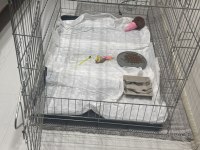 2.5 AYLIK ERKEK POMERANİAN KÖPEĞİ