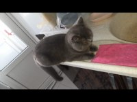 Kedimiz yuvasını arıyor 7 aylık british shorthair zeuss