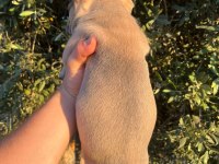 60 Günlük Son Kalan Erkek Yavru French Bulldog