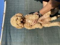 1,5 Yaş Erkek Toy Poodle