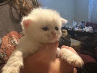 13 Nisan doğumlu beyaz scottish fold bebekler