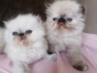 Show kalite iran persian baba scr belgeli rezerve konuldu