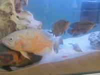 Astranot ve köpek balıkları