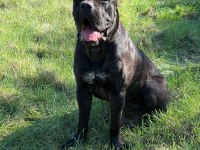 Irk Garantili Cane Corso Yavrular – Özel Bakımlı