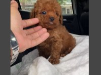 TOY POODLE YAVRULARIMIZ