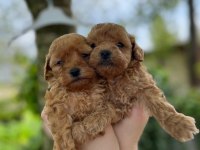 Bebek gibi toy poodle isteyen