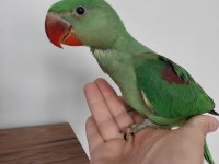 Bebek alexander papağanı evlat