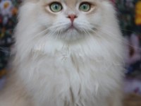 British Longhair Erkek