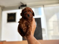Anne toy baba kore en koyu red brown poodle bebişler