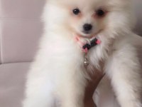 pomeranian boo
