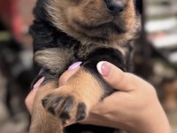 Rottweiler Safkan Köpeğimiz