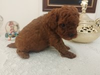 Safkan Red Brown Toy Kore Poodle Yavrular - Üst Kalite