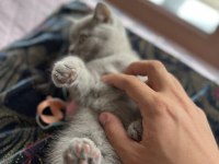 66 Günlük Eğitimleri Tam Safkan Ev Kedimin Yavrusu