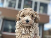 Petmode köpek çiftliğinden kore maltipoo yavrular