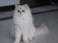 BLH by1133 dişi british longhair