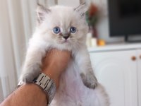 2 aylık British Longhair Yavrular