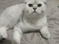 6 aylık scottish fold erkek