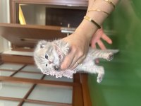 Yavru scottish fold