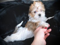 Çok özel exotic yorkshire terrier yavrularımız