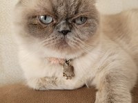 Sahiplendirme british shorthair blue point