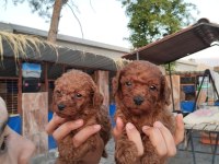 Toy poodle yavrularımız çiftliğimizden