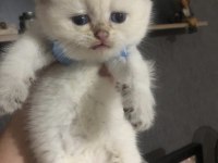 Şecereli british shorthair erkek bebekler
