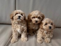 Maltipoo Yavrularımız