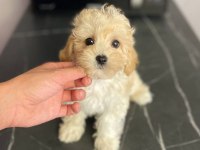 Kore kilo garantili yavru maltipoo