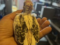 Elle alıştırmalık sultan papağanı yavrular