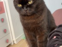 British longhair siyah