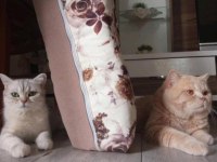 3 aylık erkek oyuncu british shorthair gold