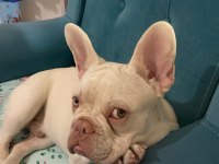 İSABELLA TAN PLATİNİUM ERKEK YAVRU FRENCH BULLDOG