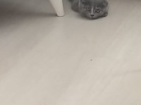 Gri Scottish Fold 4 Aylık