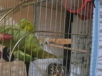 9 aylık evcil papağanımız