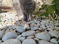 Sahiplendirme erkek ve dişi british shorthair