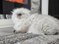 Üst kalitede scottish fold longhair kalıcı mavi gözlü