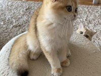 Safkan British Shorthair erkek yavru