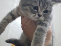 Sahiplendirilecektir british shorthair