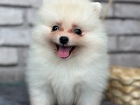 Pomeranian boo