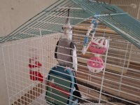 Wf Grey Erkek Sultan Papağanı 6 Aylık