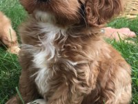 Maltipoo Uygun bütçe Orjinal Tüy dökmez her renk