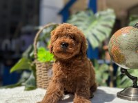 Kore Teacup Erkek Red brown Sağlık Garantili Yavrular