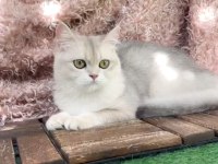 British Shorthair Ay Dişi Kısır Değildir